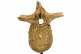 Fossil Theropod (Spinosaurus?) Dorsal Vertebra - Kem Kem Beds #227497-8
